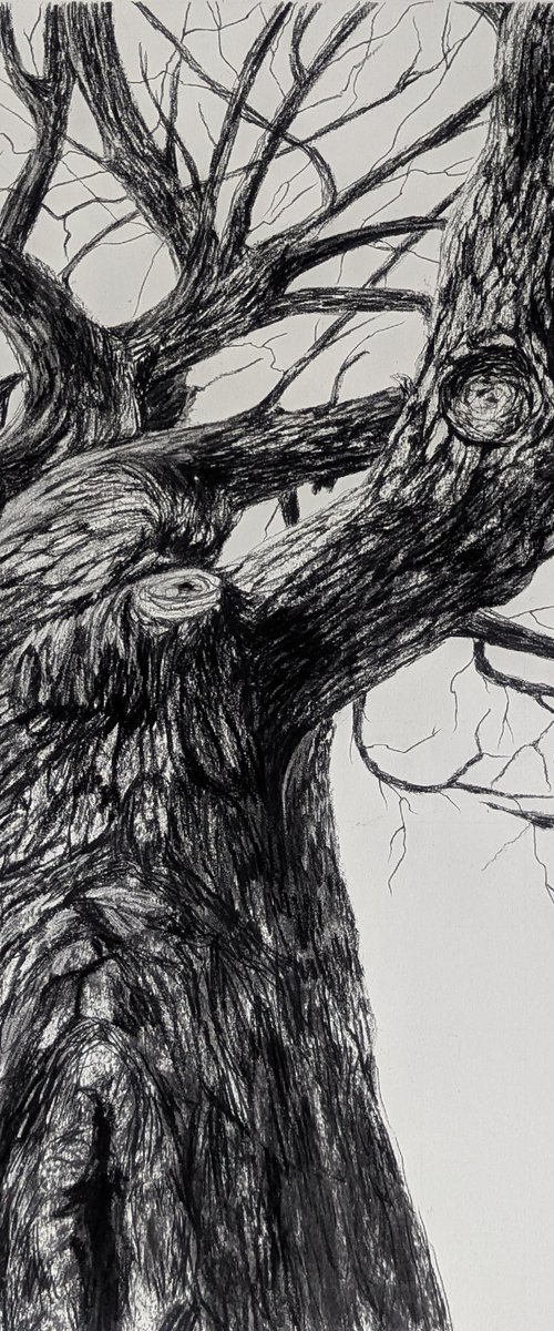 Bare by Sophie Adair