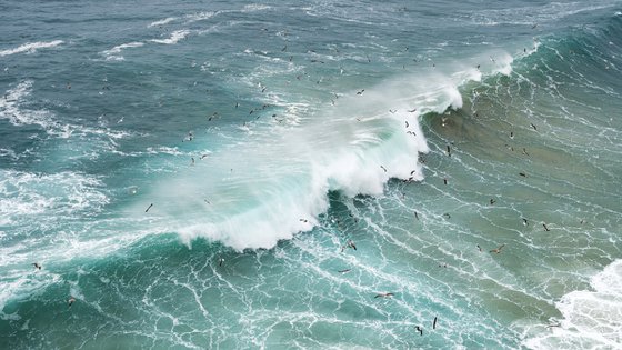 WAVE FLOCK