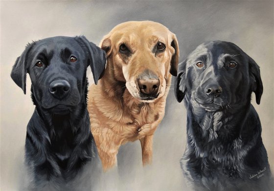 Amber,Pippa, Mollie,Labradors