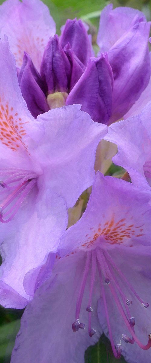 Rhododendron by Martin  Fry