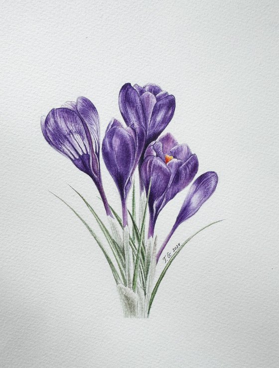 Crocuses