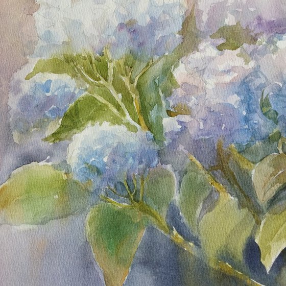 Blue Hydrangeas flowers