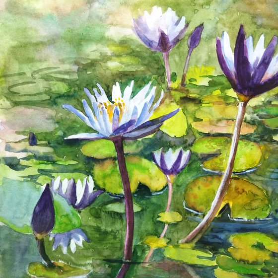 Purple water lily