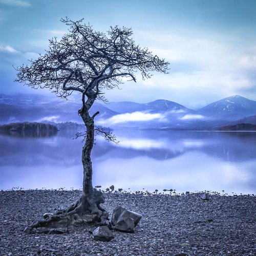 The Blue Tree by Lynne Douglas