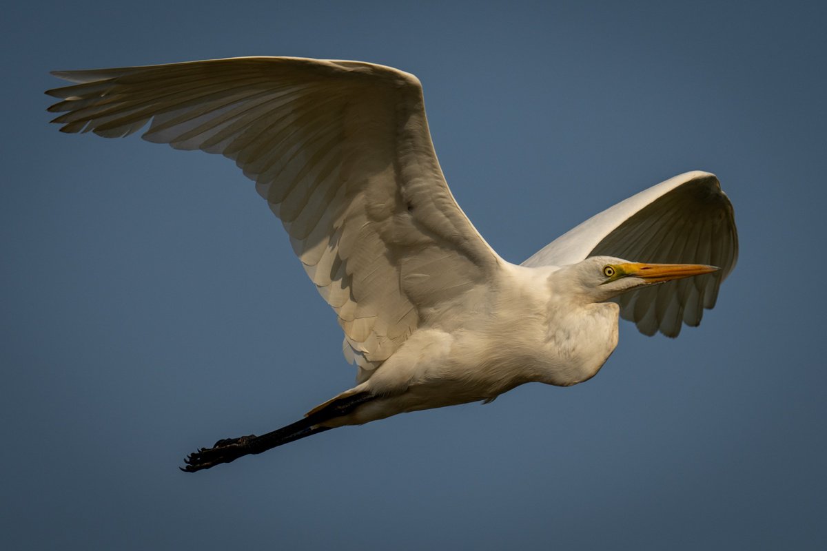 Photorealistic Animal Photograph By Nick Dale, 53 X 38", Eddie The Egret, Original Artwork