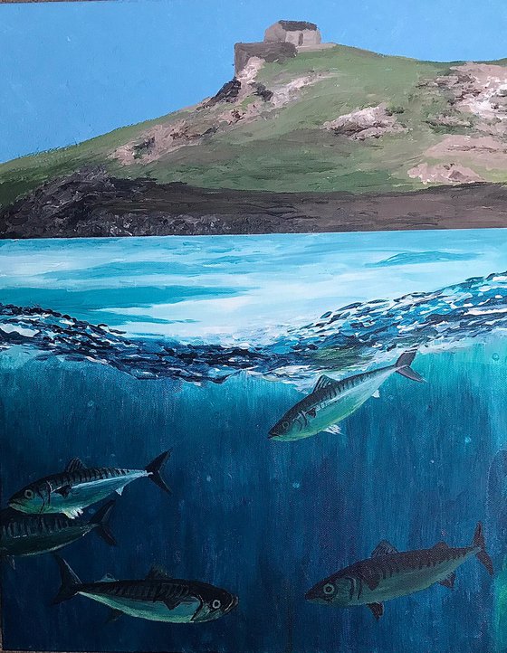 Mackerel at Porthmeor
