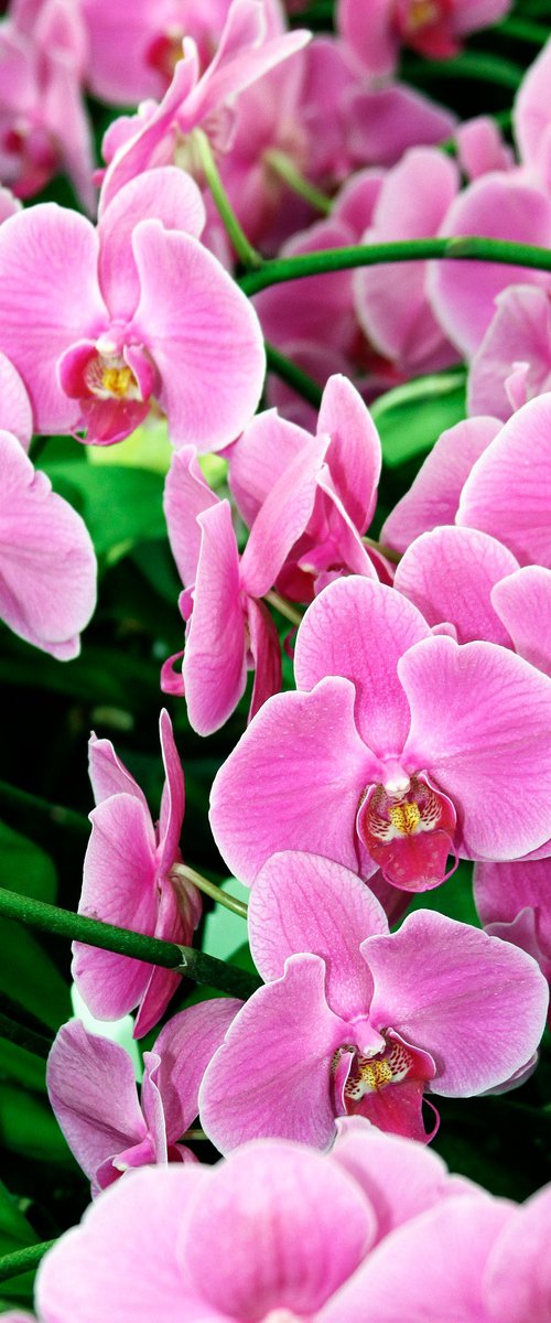 PINK SAPPHIRE ORCHIDS by William Dey