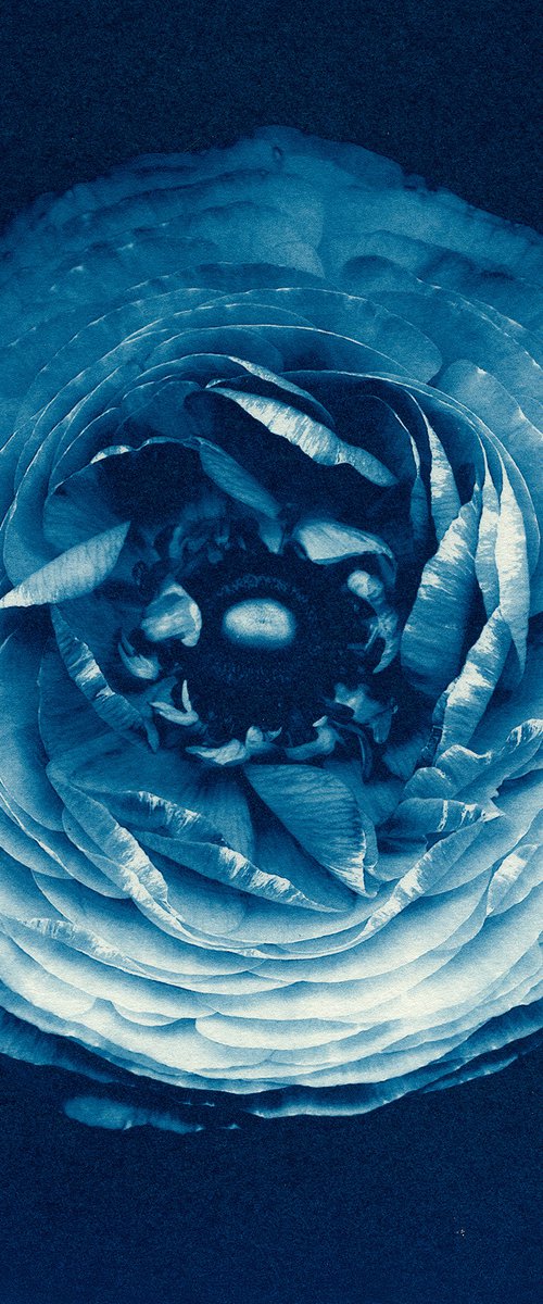 Ranunculus - Cyanotype by Jacek Gonsalves