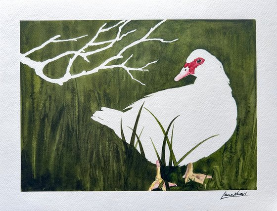 White duck