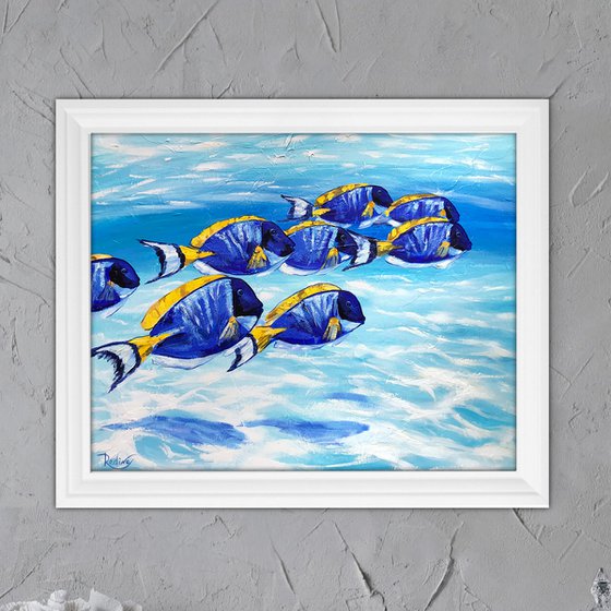 Blue Tang Fish School