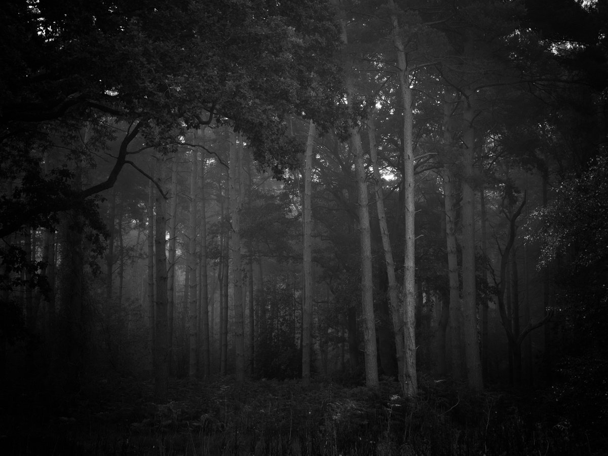 in the deep dark wood by Marcus Scott