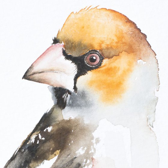 Hawfinch (Coccothraustes coccothraustes)