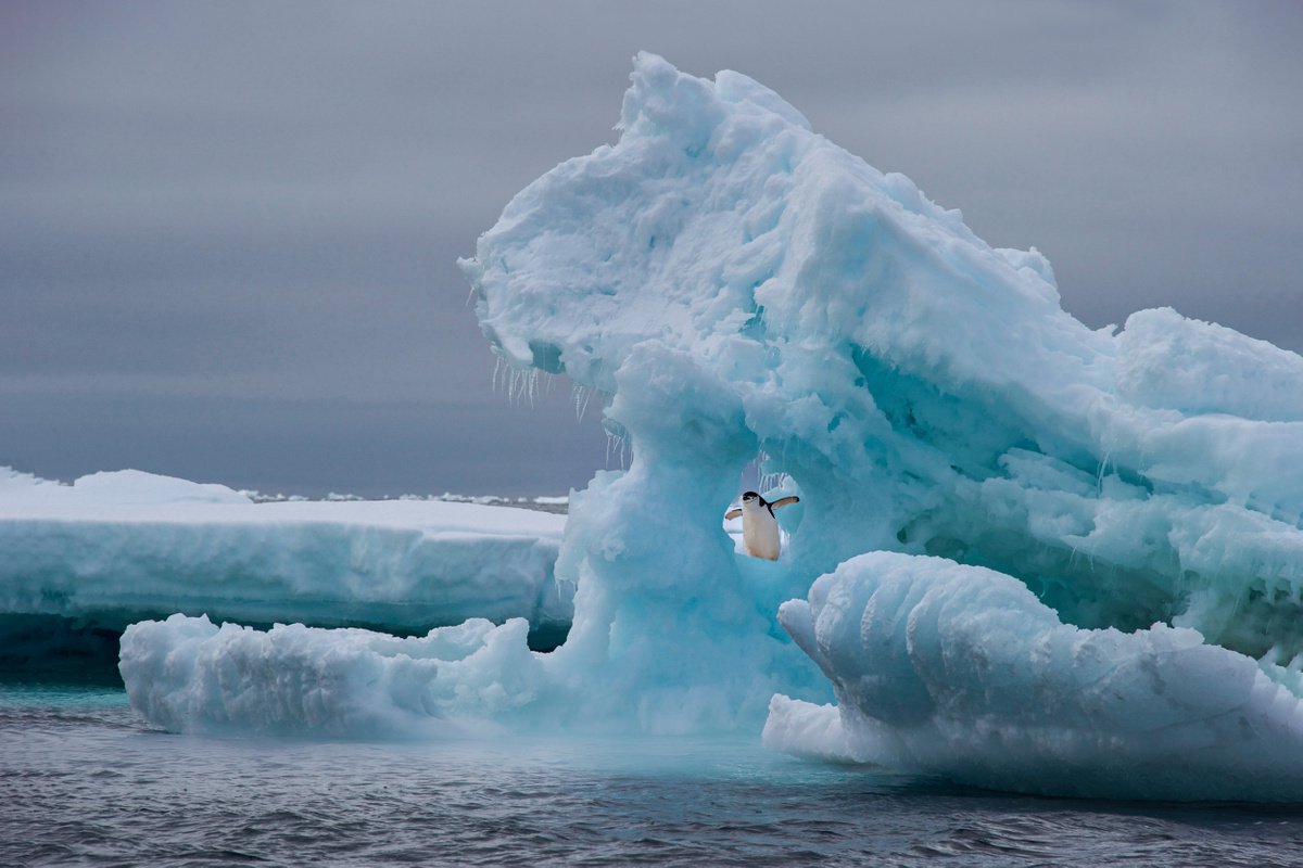 Playtime...Limited Edition Photo Made in Antarctica by Harv Greenberg