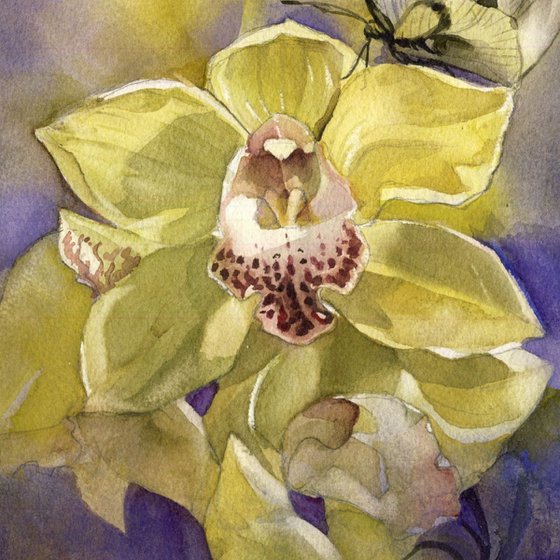 Cymbidium orchid with butterfly