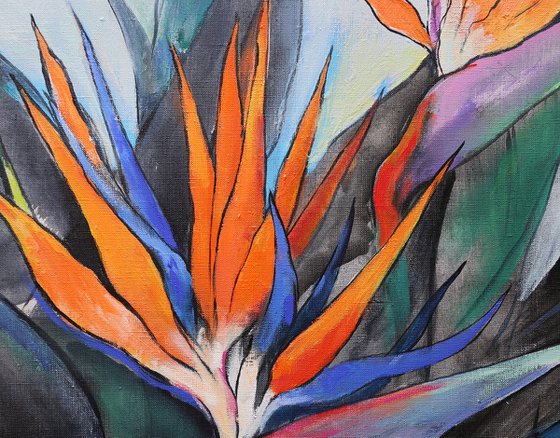 Strelitzia. Bird of Paradise.