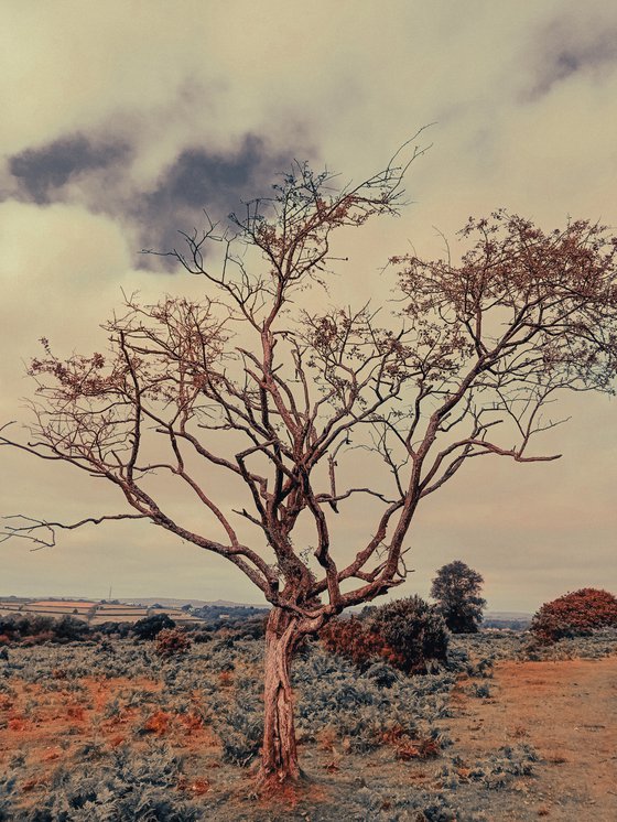 Dartmoor trees, 2021 - A4