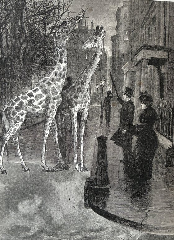 Giraffes in Duke Street