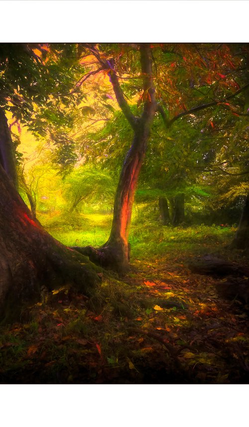 Autumn Light by Martin  Fry