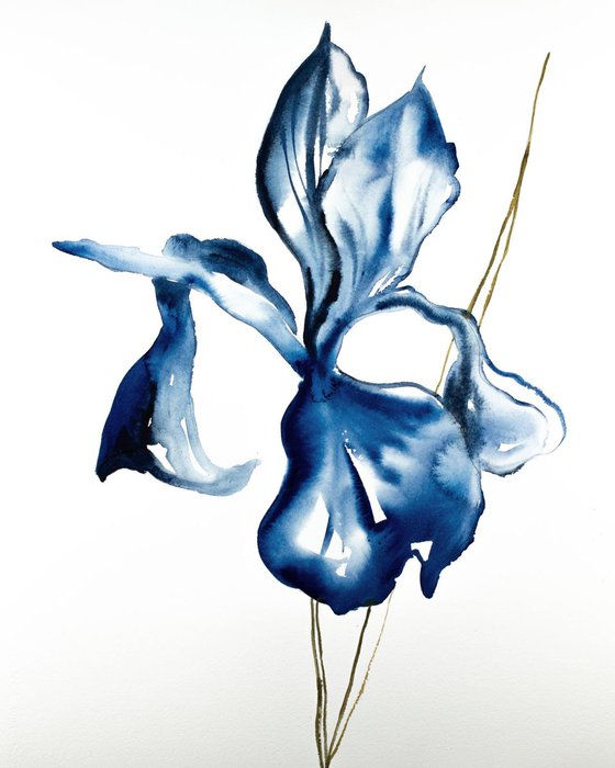 Iris No. 92