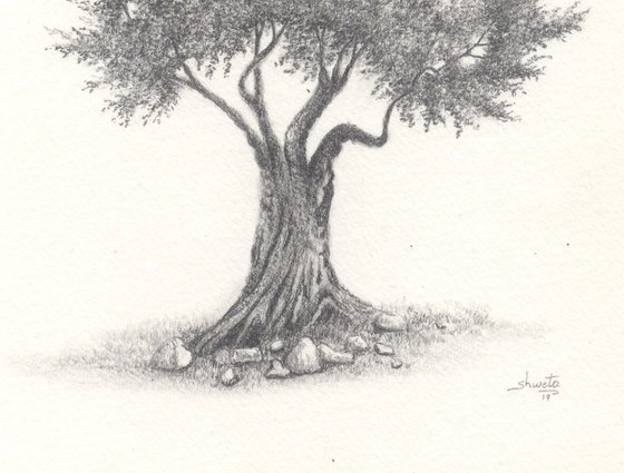 Olive tree II