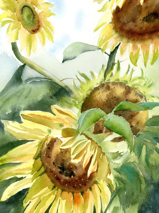 Sunflowers