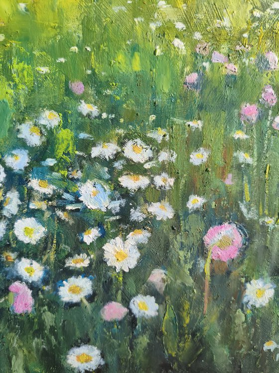 Field of daisies