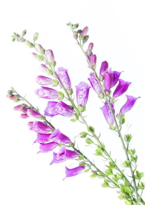 Foxgloves