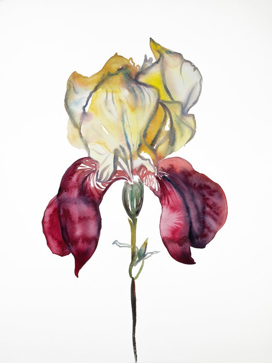 Iris No. 105