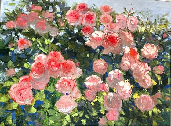 Roses in Bloom
