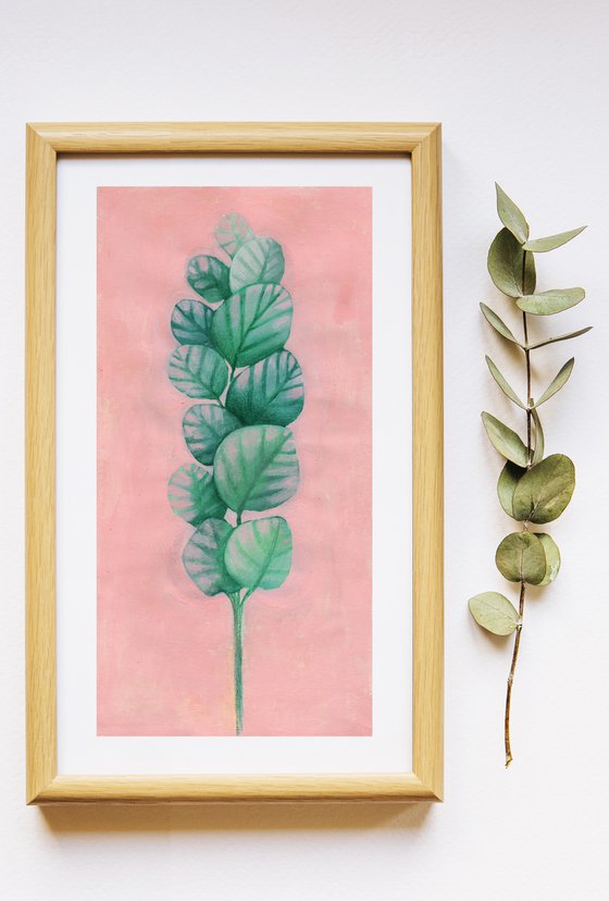 Eucalyptus on pink