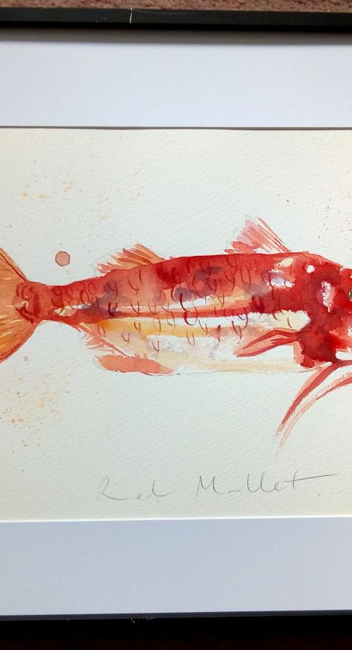 Red Mullet Fish by Hannah Clark