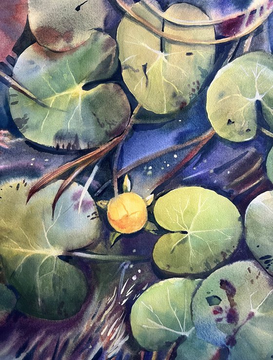 Pond with water lilies