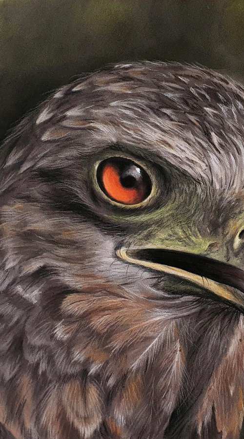 Eagle Eye II by Sean Afford
