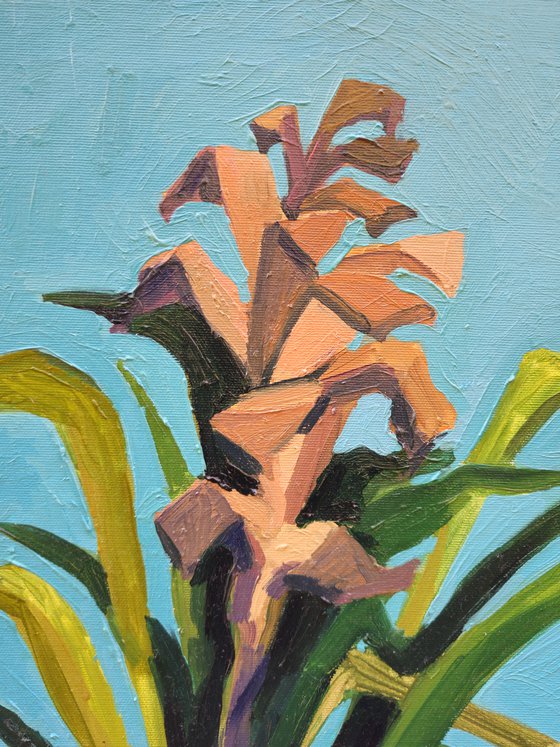 Bromeliad Plant