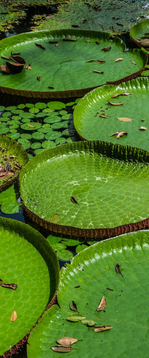 Vitoria regia by Gilliard Bressan