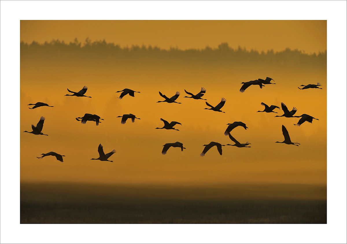 Cranes Sunrise L.E. (1/6) by Igor Bartashov