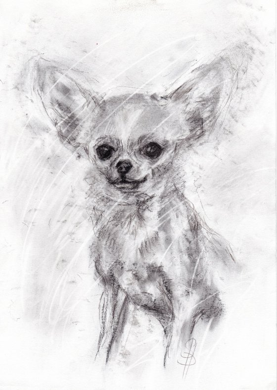 Chihuahua