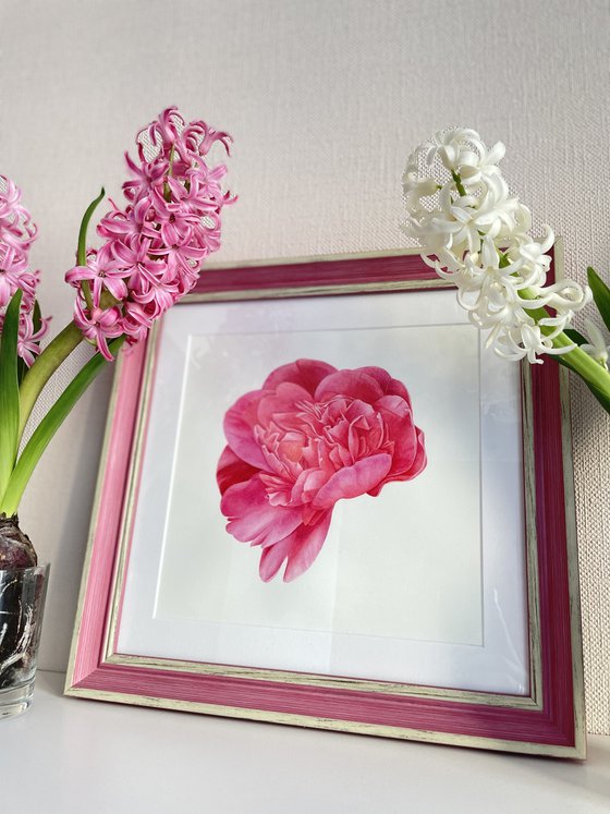 Pink Peony in frame