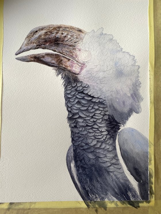 Grey-cheeked hornbill