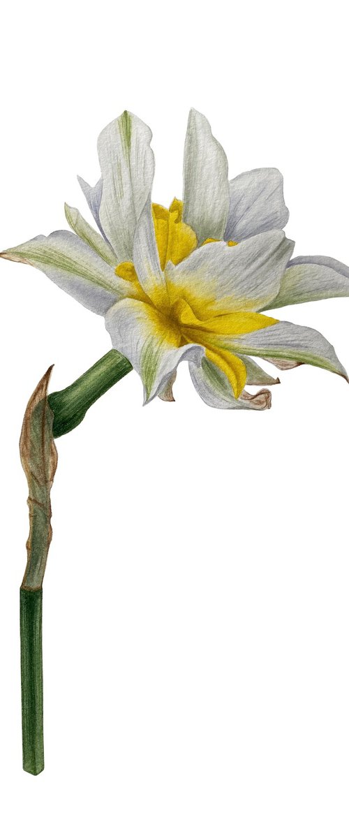Daffodil by Tina Shyfruk