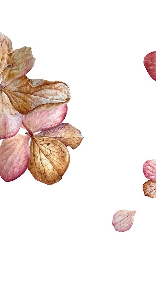 HYDRANGEA FLOWERS 50X38CM (2021) BOTANICAL WATERCOLOR by Alisa Diakova