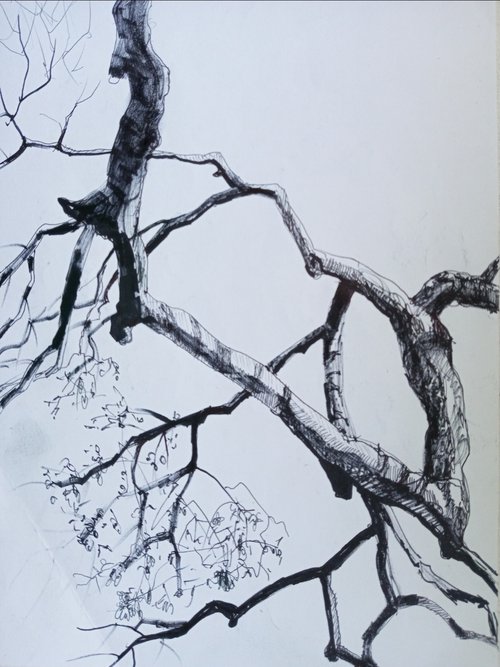 Sicamore branches \sketch by Oxana Raduga