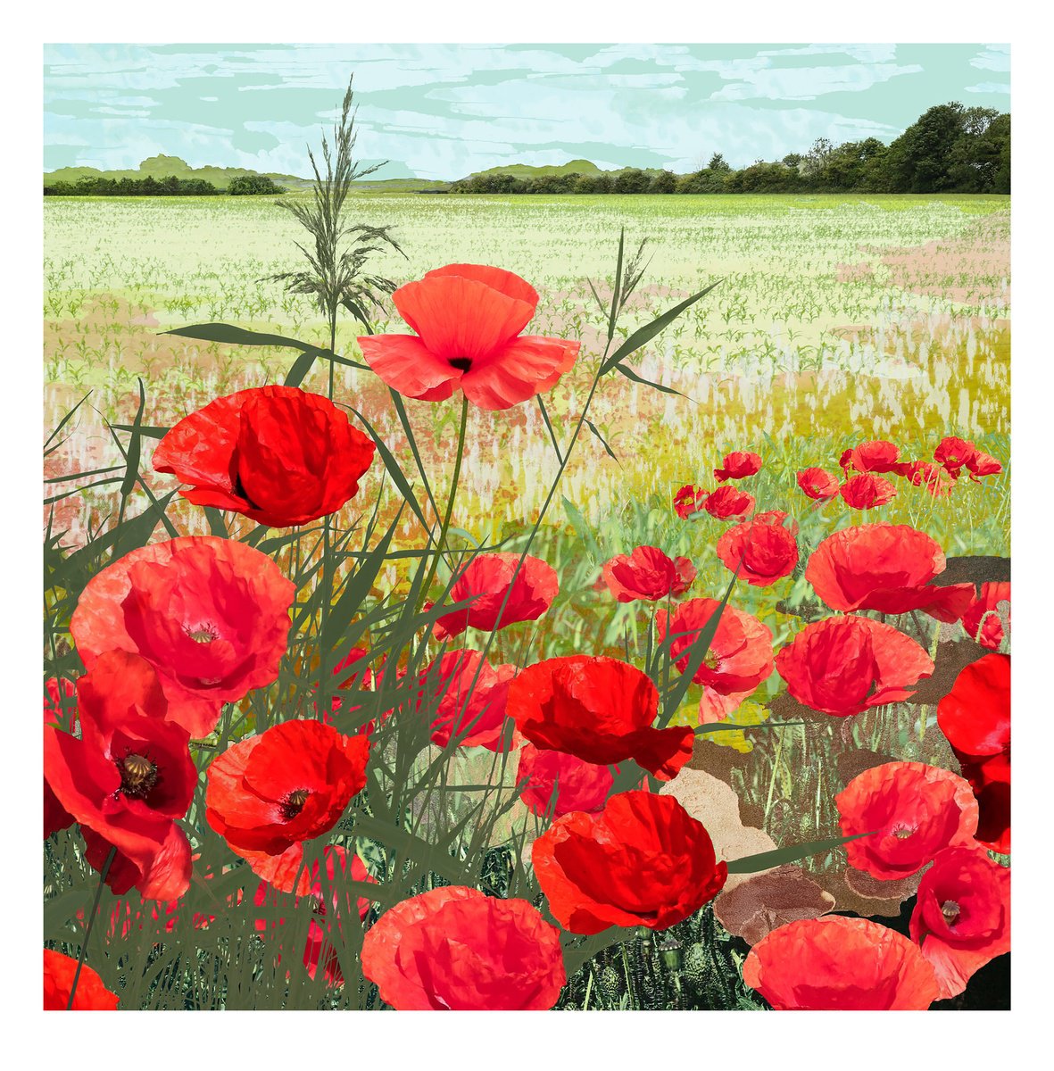 Landscape Photograph By Claire Gill, 24 X 24, Poppies, Original Artwork
