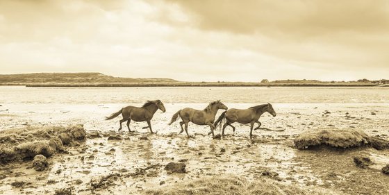 RIVER RUN