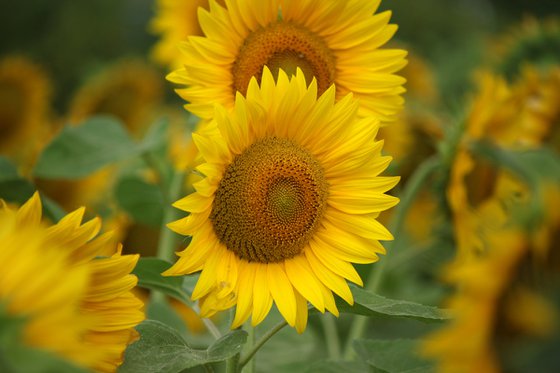 Favorite sunflowers