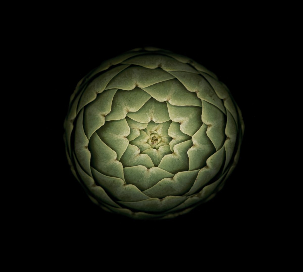 Photorealistic Botanical Photograph By Robert Houser, 38 X 34", Artichoke, Original Artwork