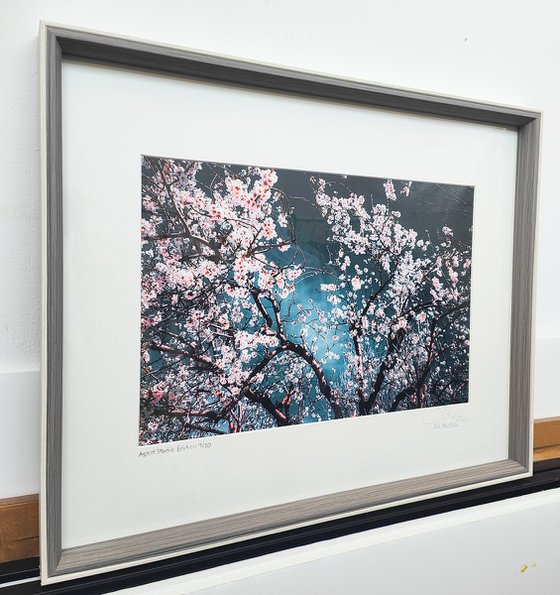 (FRAMED) Sakura Season II