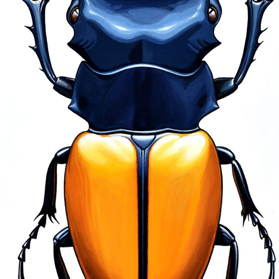 Stag Beetle #1