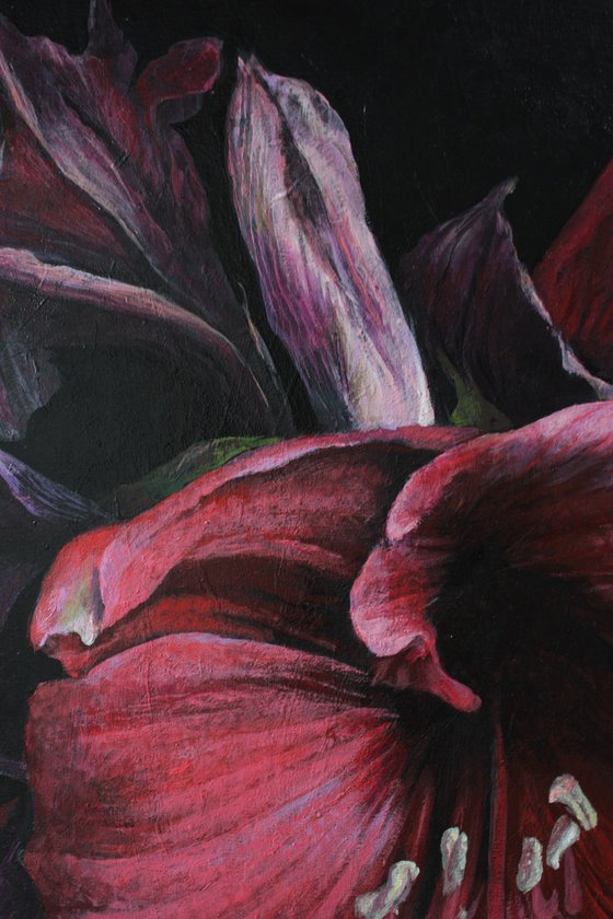 red amaryllis on a dark background