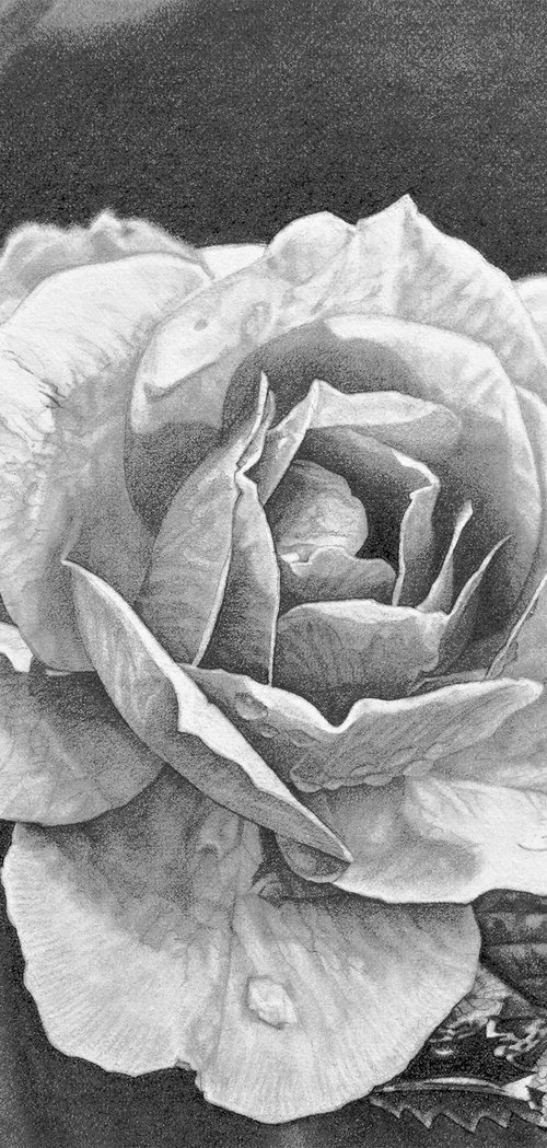 Shades of Rose by Paramjeet Kaur